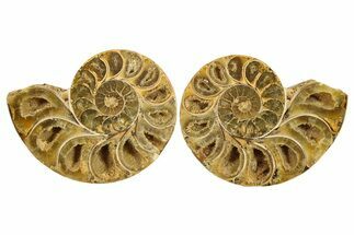 Jurassic Cut & Polished Ammonite Fossil - Madagascar #289383