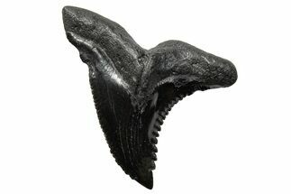 Large, Snaggletooth Shark (Hemipristis) Tooth - South Carolina #289245