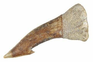 Fossil Sawfish (Onchopristis) Rostral Barb - Morocco #289433