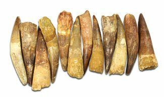 Clearance Lot: to Bargain Spinosaurus Teeth - Pieces #289411