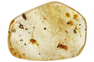 Polished Colombian Copal ( g) - Contains Flies & Coprolite! #286913