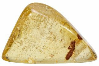 Polished Colombian Copal ( g) - Contains Termite and Fly! #286975