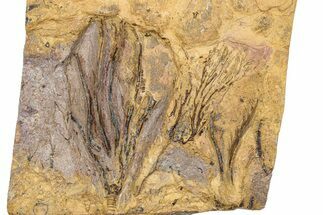 Ordovician Fossil Crinoid Plate - Marzane, Morocco #289488