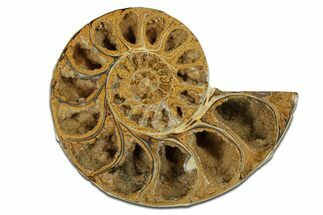 Jurassic Cut & Polished Ammonite Fossil (Half) - Madagascar #289267