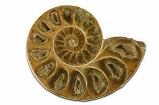 Jurassic Cut & Polished Ammonite Fossil (Half) - Madagascar #289272