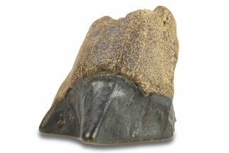 Fossil Dinosaur (Triceratops) Shed Tooth - Wyoming #289149