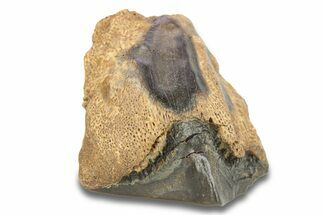 Fossil Dinosaur (Triceratops) Shed Tooth - Wyoming #289155