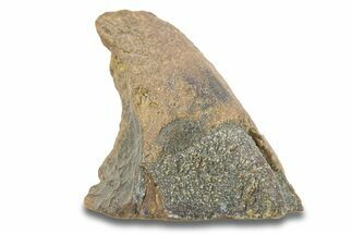 Fossil Dinosaur (Triceratops) Shed Tooth - Wyoming #289158