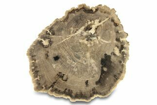 Polished Petrified Wood (Dicot) Round - Texas #289422