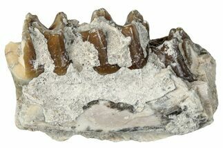 Fossil Horse (Mesohippus) Jaw Section - South Dakota #289570