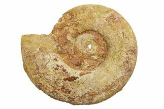 Jurassic Ammonite (Hildoceras?) Fossil - Morocco #289701
