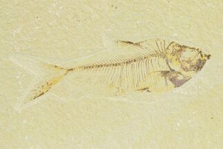 Bargain, Fossil Fish (Diplomystus) - Wyoming #289899
