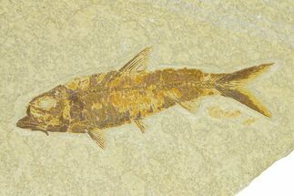 Detailed Fossil Fish (Knightia) - Wyoming #289903