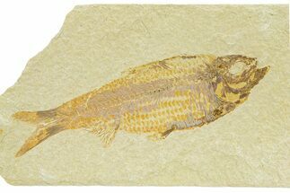 Detailed Fossil Fish (Knightia) - Wyoming #289918