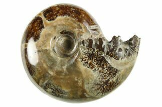 Polished Ammonite (Phylloceras?) Fossil - Madagascar #288049