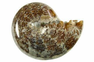 Polished Ammonite (Phylloceras) Fossil - Madagascar #288054