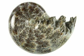 Polished Ammonite (Phylloceras) Fossil - Madagascar #288056