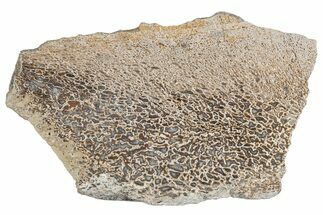Polished Dinosaur Bone (Gembone) Slab - Morocco #290282