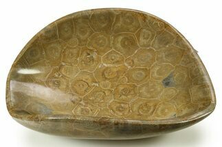 Polished Fossil Coral (Actinocyathus) Dish - Morocco #289013