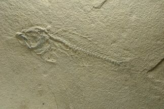 Unprepared Fossil Fish (Mioplosus?) - Green River Formation #290654