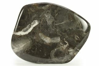 Polished Devonian Fossil Coral and Bryozoan Plate - Morocco #290350