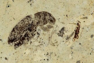 Fossil Beetle (Coleoptera) - France #290707