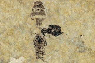 Fossil Insect (Hymenoptera) - France #290719