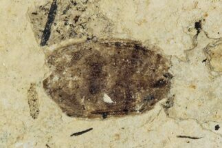 Fossil Beetle (Carabidae) - Bois d’Asson, France #290724