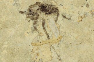 Two Detailed Fossil Marsh Flies (Tetanocera) - Cereste, France #290770