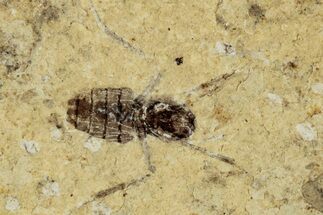 Two Detailed Fossil Insects - Cereste, France #290771