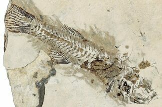 Detailed Fossil Fish - France #290772