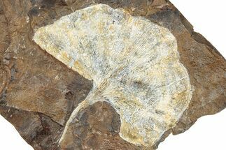 Paleocene Fossil Ginkgo Leaf - North Dakota #290848