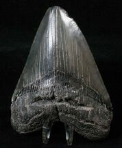 Robust Megalodon Tooth - South Carolina #16207