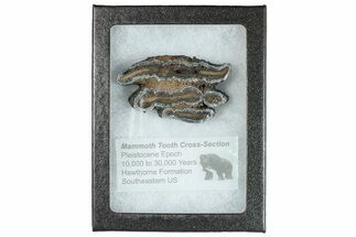 Mammoth Molar Slice With Case - South Carolina #291122