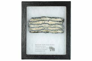 Mammoth Molar Slice With Case - South Carolina #291160