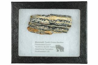 Mammoth Molar Slice With Case - South Carolina #291177