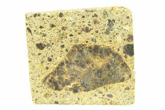 Diogenite Meteorite ( g) Slice - From Vesta Micro-Planet! #291736