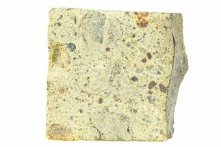 Diogenite Meteorite ( g) Slice - From Vesta Micro-Planet! #291739