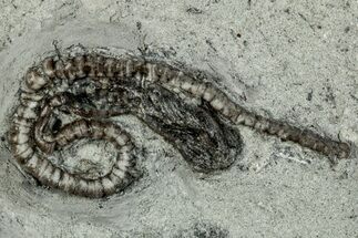 Fossil Crinoid (Camptocrinus) - Crawfordsville, Indiana #291774