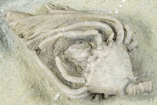 Fossil Crinoid (Macrocrinus) - Crawfordsville, Indiana #291780