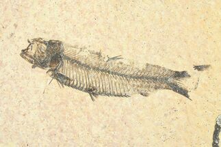 Detailed Fossil Fish (Knightia) - Wyoming #292101