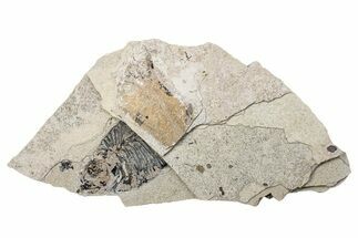 Long, Partially Exposed Fossil Fish (Diplomystus) - Wyoming #292127
