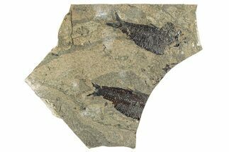 Bargain, Fossil Fish (Knightia) Mortality Plate - Wyoming #292215