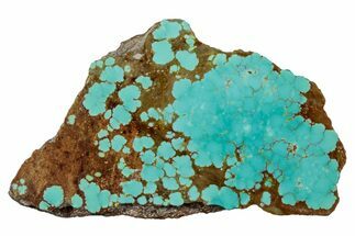 Polished Turquoise Section - Number Mine, Carlin, NV #292298