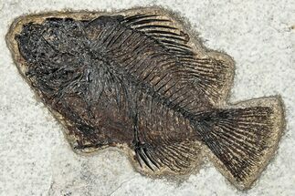 Fossil Fish (Cockerellites) - Wyoming #292340