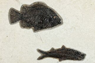 Multiple Fossil Fish (Cockerellites & Knightia) Plate - Wyoming #292352