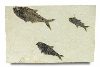 Multiple Fossil Fish (Diplomystus & Knightia) Plate - Wyoming #292364