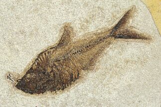 Beautiful Fossil Fish (Diplomystus) - Wyoming #292357
