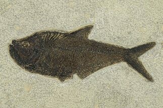 Beautiful Fossil Fish (Diplomystus) - Wyoming #292453