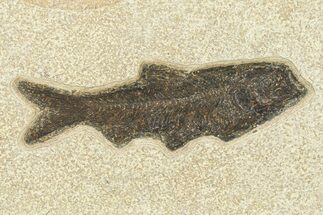 Detailed Fossil Fish (Knightia) - Wyoming #292384
